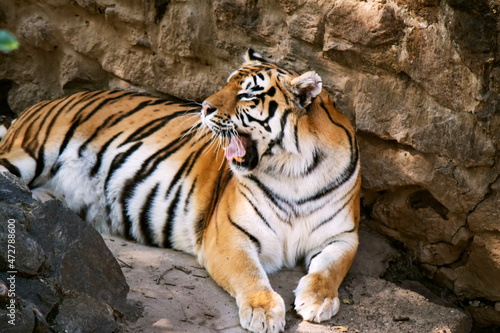 A large Amur tiger lies among the rocks. Symbol of Chinese New Year 2022. Congratulations on the 2022 Chinese Happy New Year. A living symbol of the Chinese zodiac Year of year of the tiger