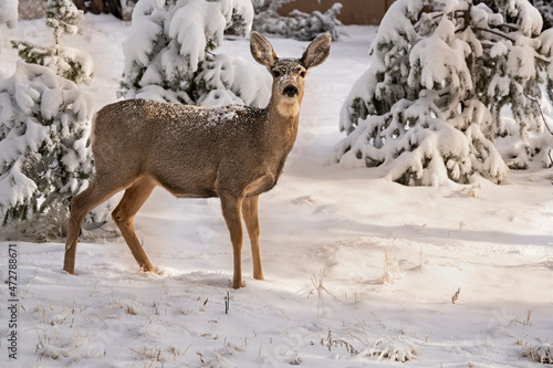 USA, Colorado, Woodland Park. Mule deer doe in fresh snow.