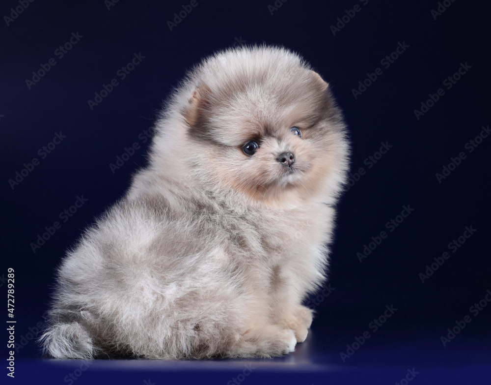 Little fluffy pomeranian puppy on a blue background
