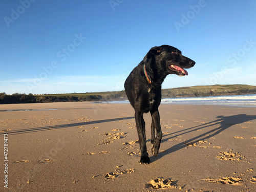 Harlyn Bay North Cornwall UK dog on the beach