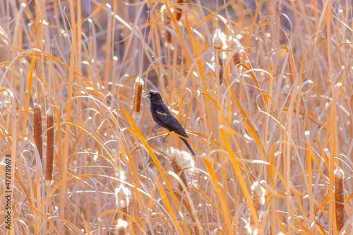 USA, Colorado, Frederick. Male red-winged blackbird calling among cattails. photo