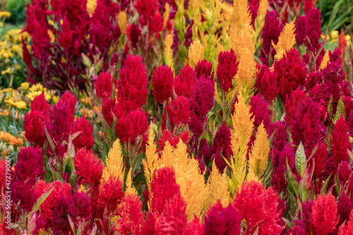 Feather Cockscomb (multi coloured - red, yellow) background. The concept of flowering summer. Image is suitable for cards, banners. Symphony of flower colours.