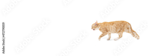 Flyer with one beautiful fluffy purebred cat, pet running away isolated on white studio background. Animal life concept