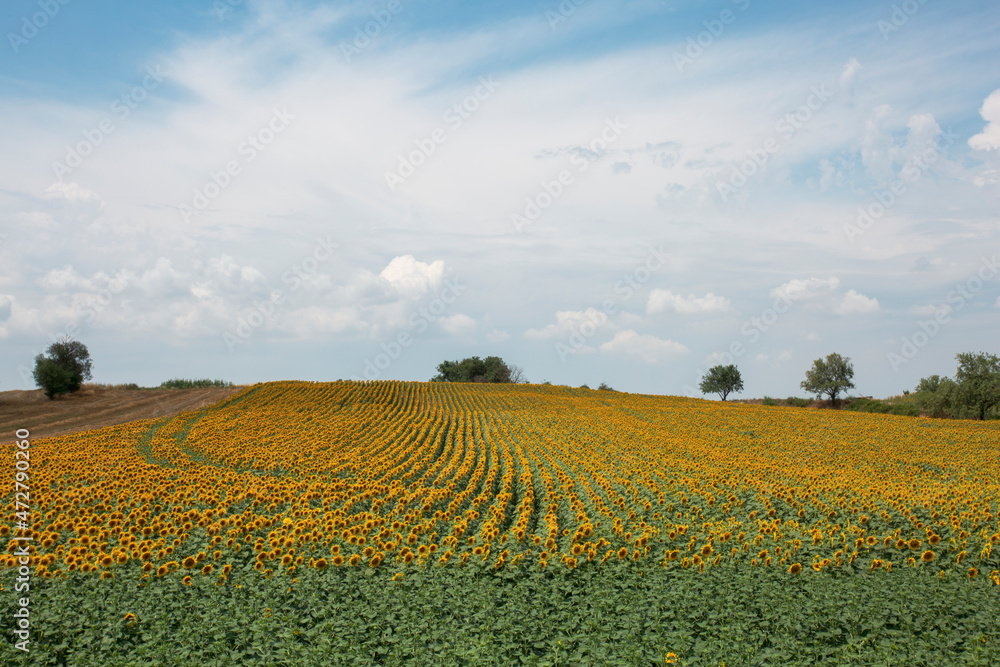 sunflower field with clouds and blue sky in spring time 