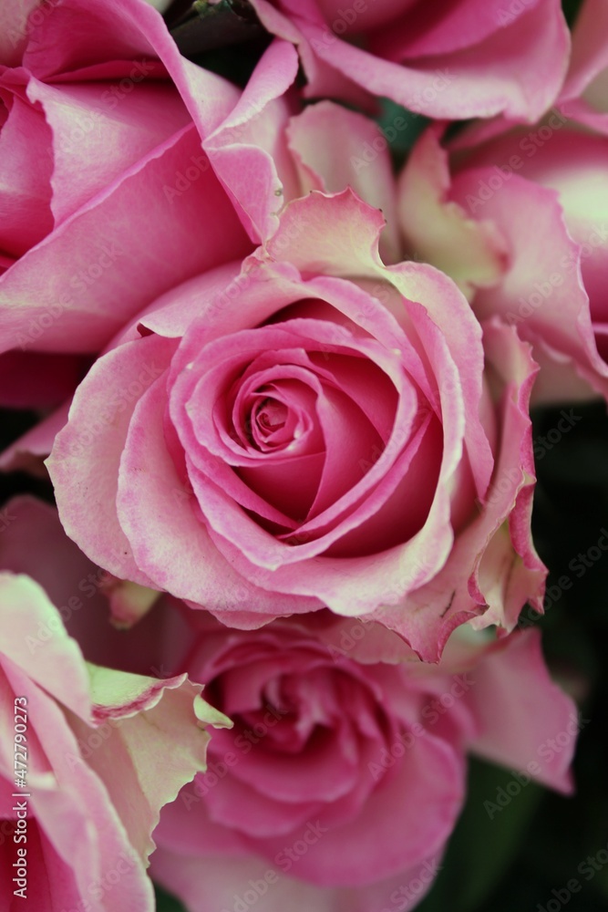 pink rose close up