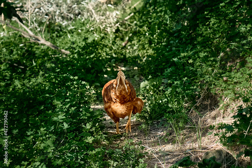 Free-grazing domestic hen on a traditional free range poultry organic farm. Adult chicken walking on the green grass. © Caterina Trimarchi
