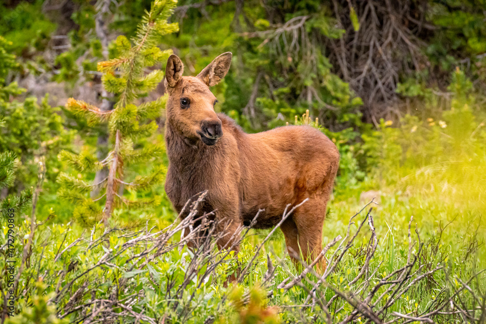 USA, Colorado, Cameron Pass. Moose calf in meadow. USA, Colorado, Cameron Pass. Moose calf in meadow.