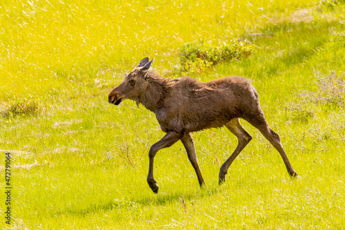 USA, Colorado, Rocky Mountain National Park. Wet yearling bull moose walking.