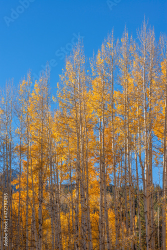USA, Colorado. Gunnison National Forest, early morning light on autumn colored grove of quaking aspen near Kebler Pass.