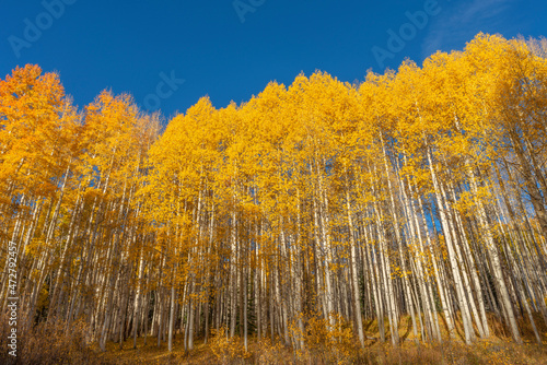 USA, Colorado. Gunnison National Forest, early morning light on autumn colored grove of quaking aspen near Kebler Pass.