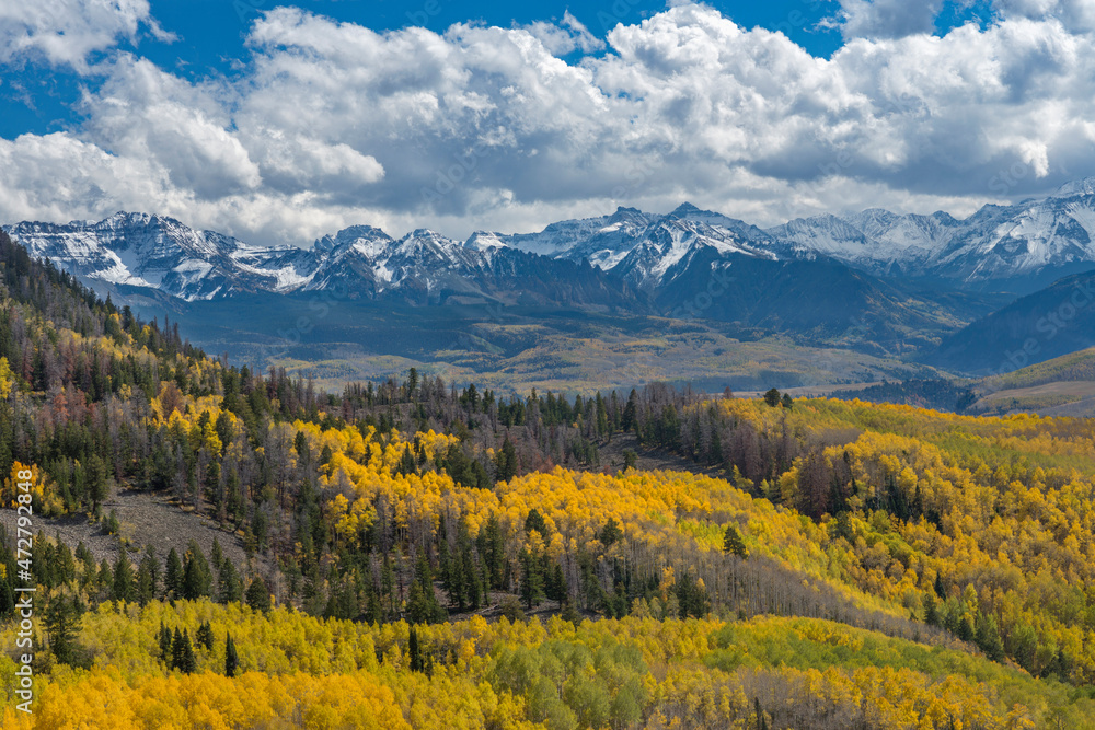 USA, Colorado. Uncompahgre National Forest, San Miguel Mountains above autumn colored aspen and conifer forest, view south from slopes of the Sneffels Range.
