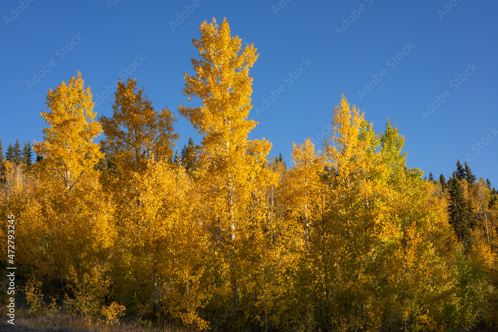 USA, Colorado. San Juan National Forest, Fall colored leaves of quaking aspen (Populus tremuloides) in early morning, San Juan Mountains.