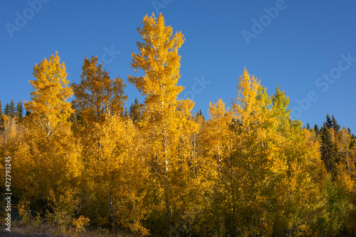 USA, Colorado. San Juan National Forest, Fall colored leaves of quaking aspen (Populus tremuloides) in early morning, San Juan Mountains. photo