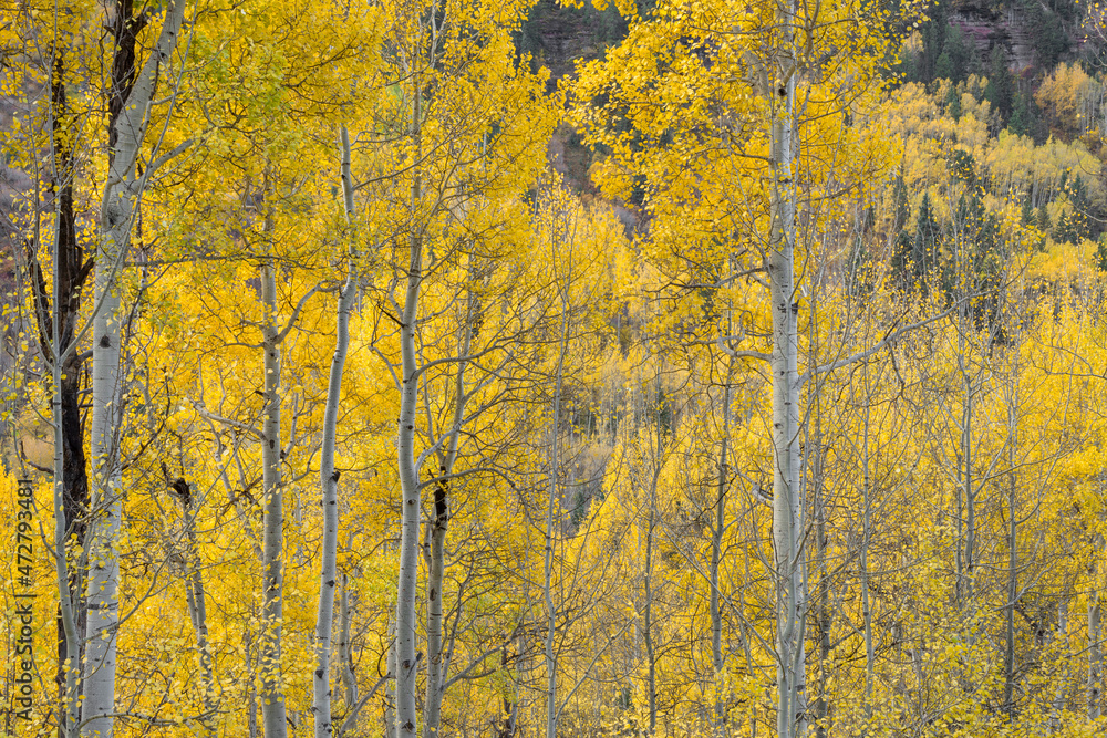 Fototapeta premium USA, Colorado. Uncompahgre National Forest, Grove of autumn colored aspen near base of Ballard Mountain.