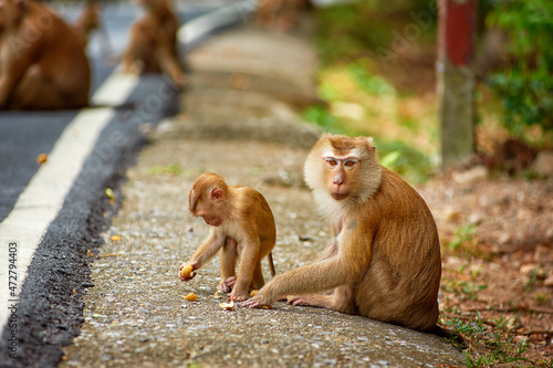 Cute monkey sits near road in Thailand
