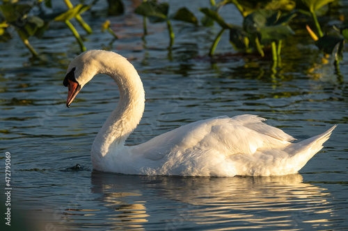 USA, Florida, mute swan. photo
