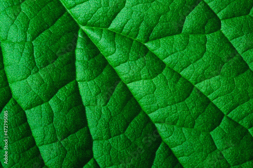 Beautiful close up of green leaf texture 