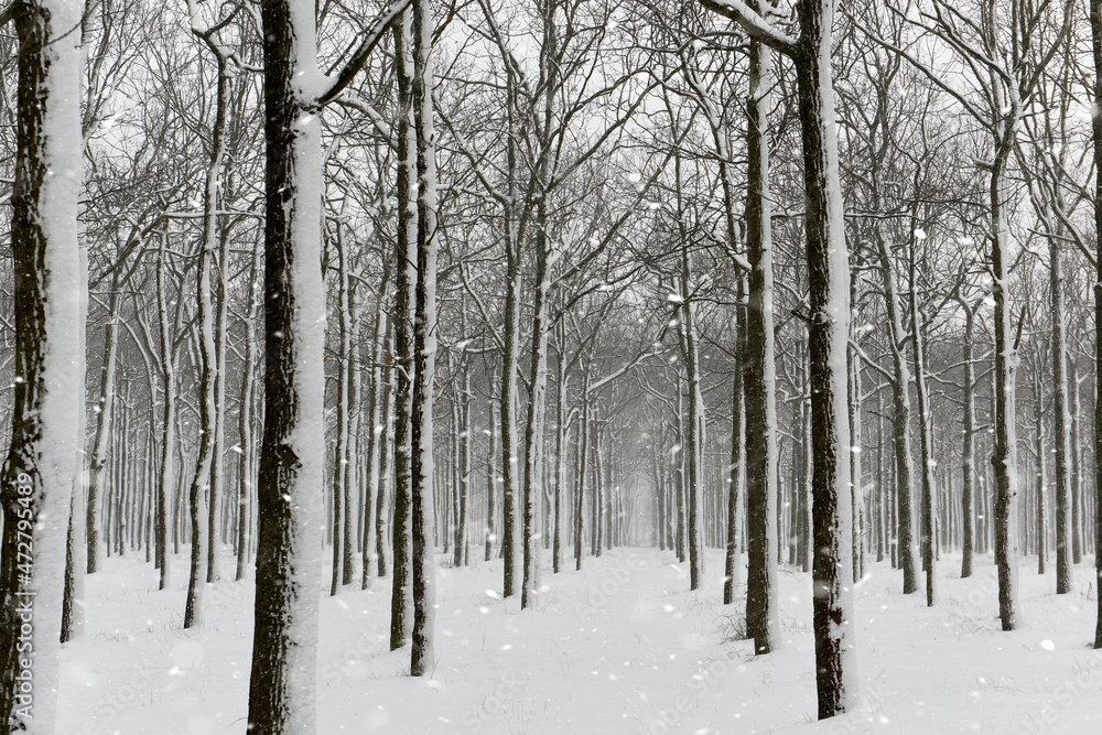 Snowy winter forest and snowfall. Snowy winter forest and snowfall.