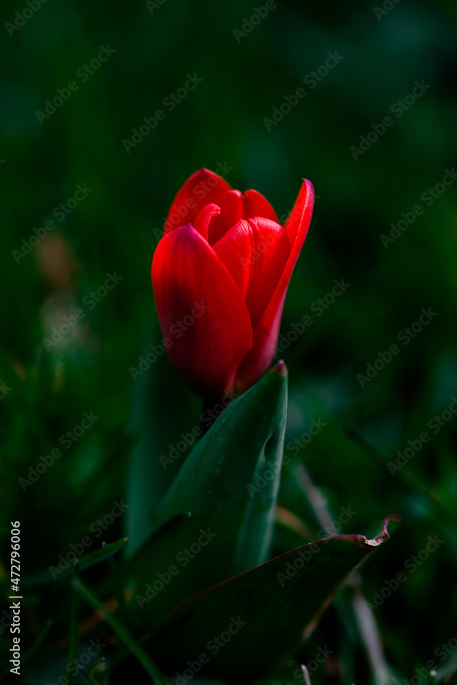 red and white tulip