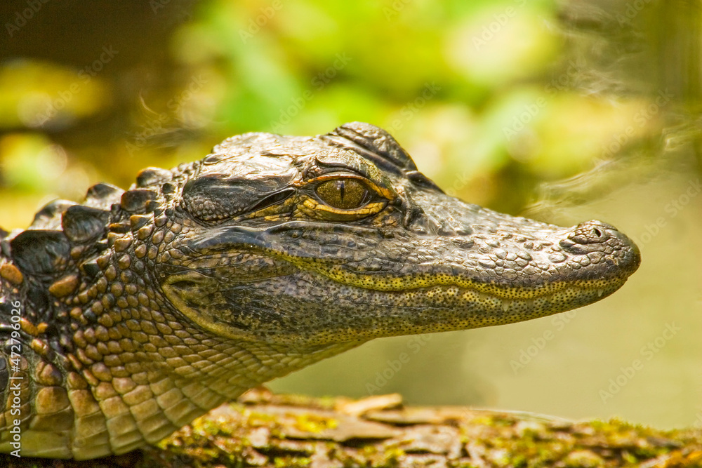 Fototapeta premium Corkscrew Swamp Sanctuary, Florida, USA. Juvenile American Alligator, about 1 year old, resting on a log.