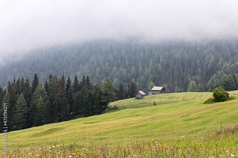 Alpine meadow after rain and forest shrouded in dense fog in the Italian Alps