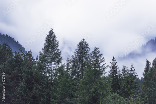 Silhouettes of fir trees in dense fog in a coniferous forest after rain