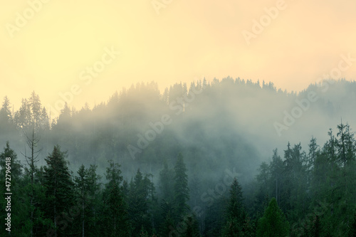 Morning light breaking through dense fog in a coniferous forest