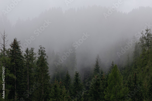Coniferous forest in dense fog. Foggy pine forest