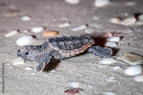 A hatchling loggerhead sea turtle instinctively exits egg chamber and heads for the ocean.