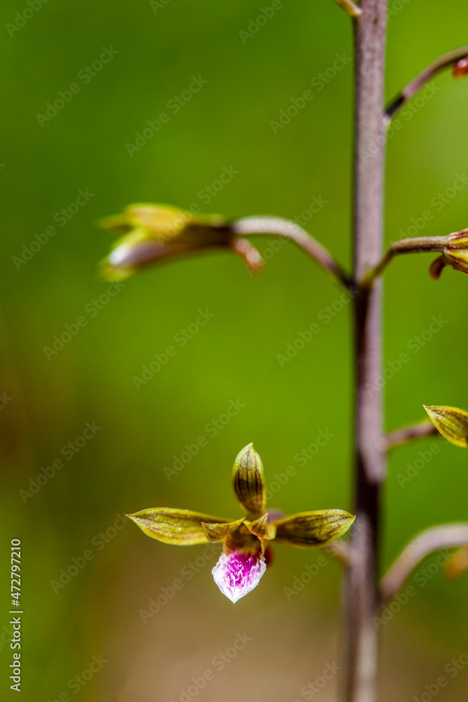 The exotic Chinese Crown Orchid invades habitat in south Florida. The exotic Chinese Crown Orchid invades habitat in south Florida.