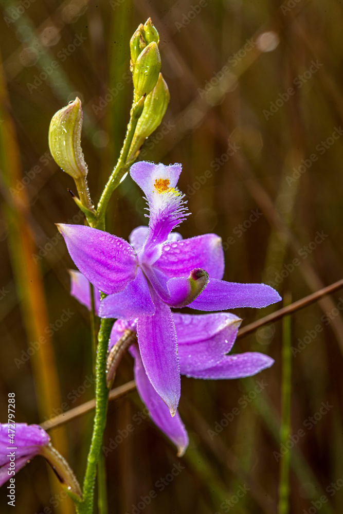 Εκτύπωση καμβά Grass pink orchids are terrestrial plants found in the eastern US