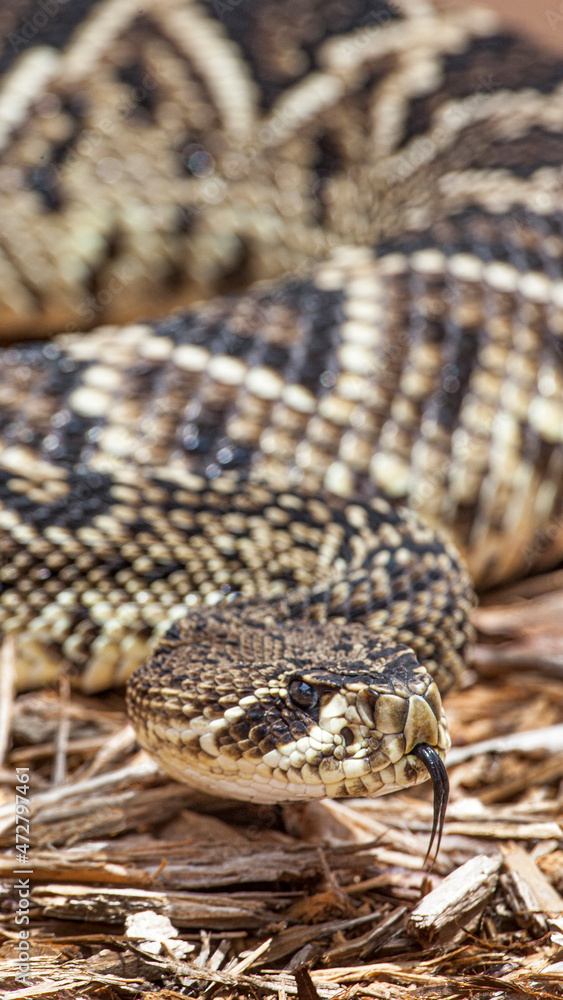 An eastern diamondback rattlesnake is venomous and becoming increasingly rare. An eastern diamondback rattlesnake is venomous and becoming increasingly rare.