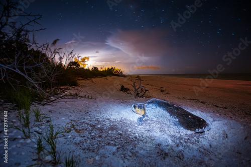 Canvas Print A nesting loggerhead sea turtle covers it's eggs while a thunder storm pounds Marco Island, Florida