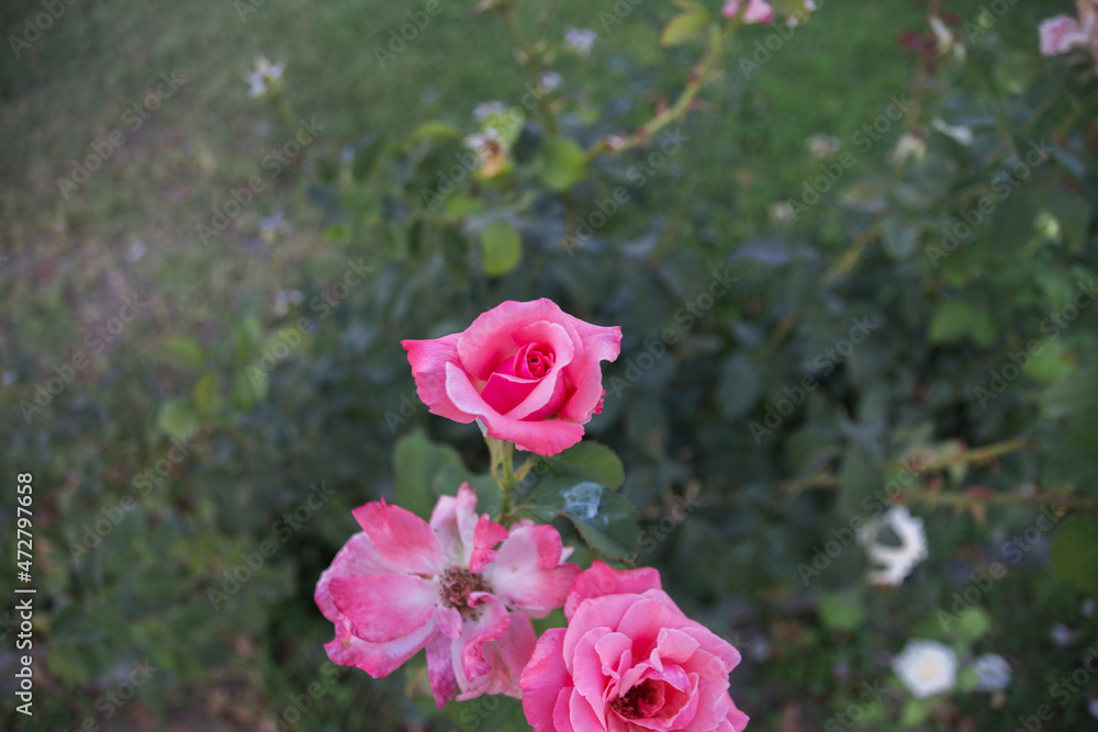 pink rose at the garden. Selective Focus Flowers pink rose at the garden. Selective Focus Flowers