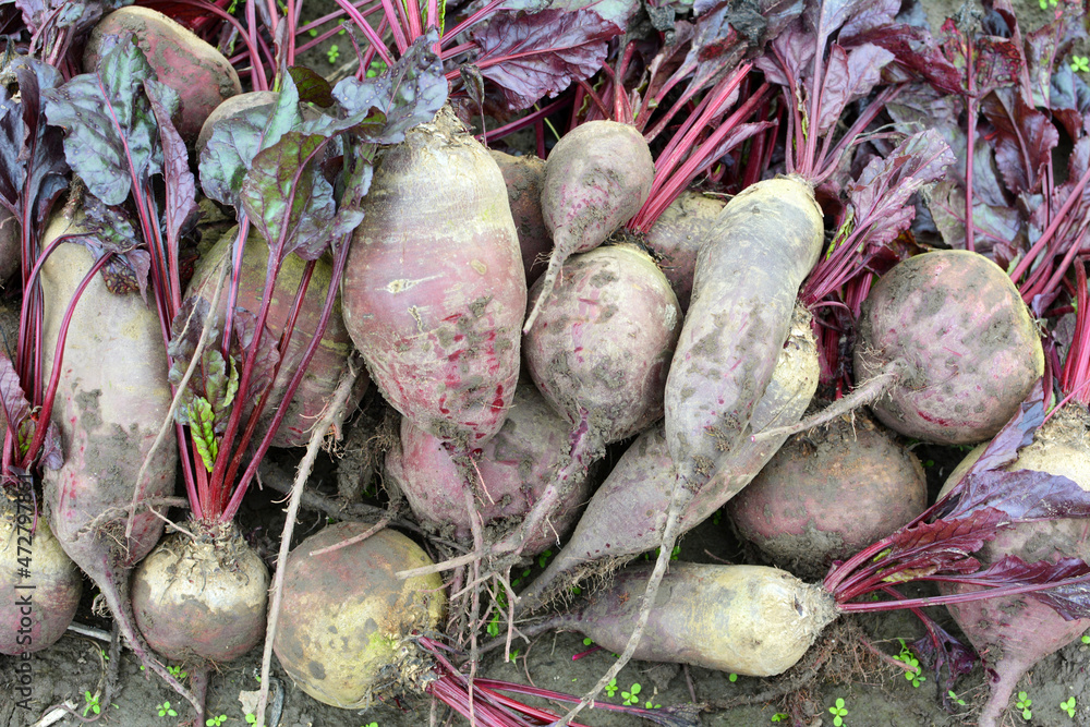 In a pile on the field are harvested red table beets.