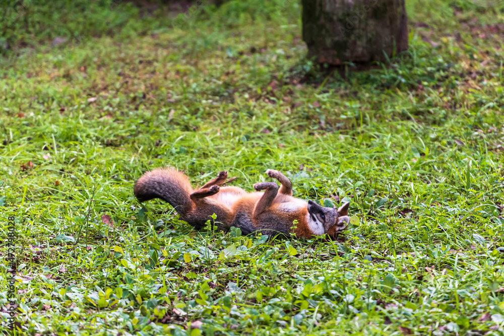 Obraz premium Gray fox scratching his back on the grass