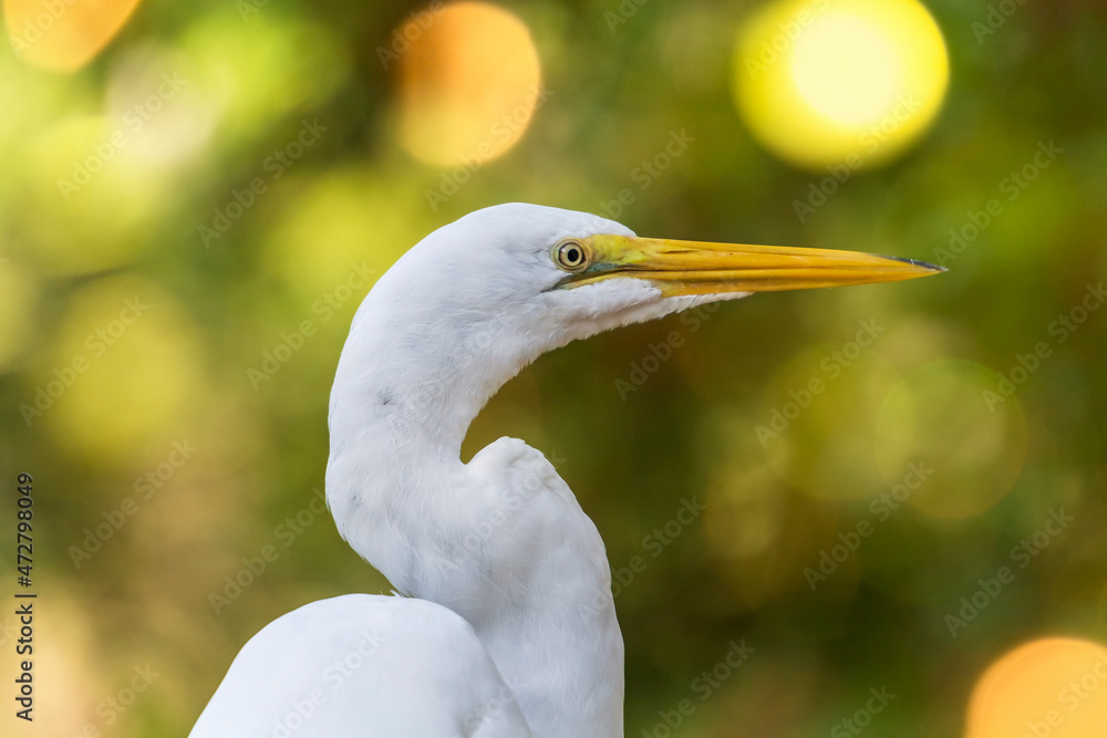 An Eastern Great Egret portrait against a bright yellow blurred background An Eastern Great Egret portrait against a bright yellow blurred background