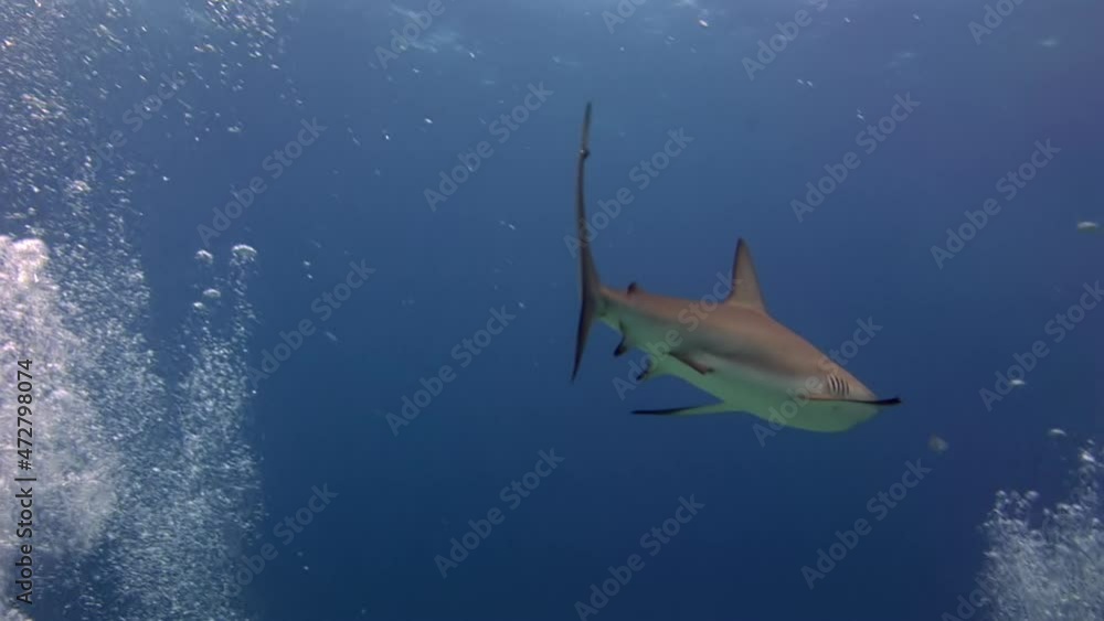 Gray reef sharks Carcharhinus perezii underwater landscape Caribbean Sea Bahamas and extreme scuba diving in marine life in tropical wildlife of aquatic exotic ecosystem of ocean.. Gray reef sharks Carcharhinus perezii underwater landscape Caribbean Sea Bahamas and extreme scuba diving in marine life in tropical wildlife of aquatic exotic ecosystem of ocean..