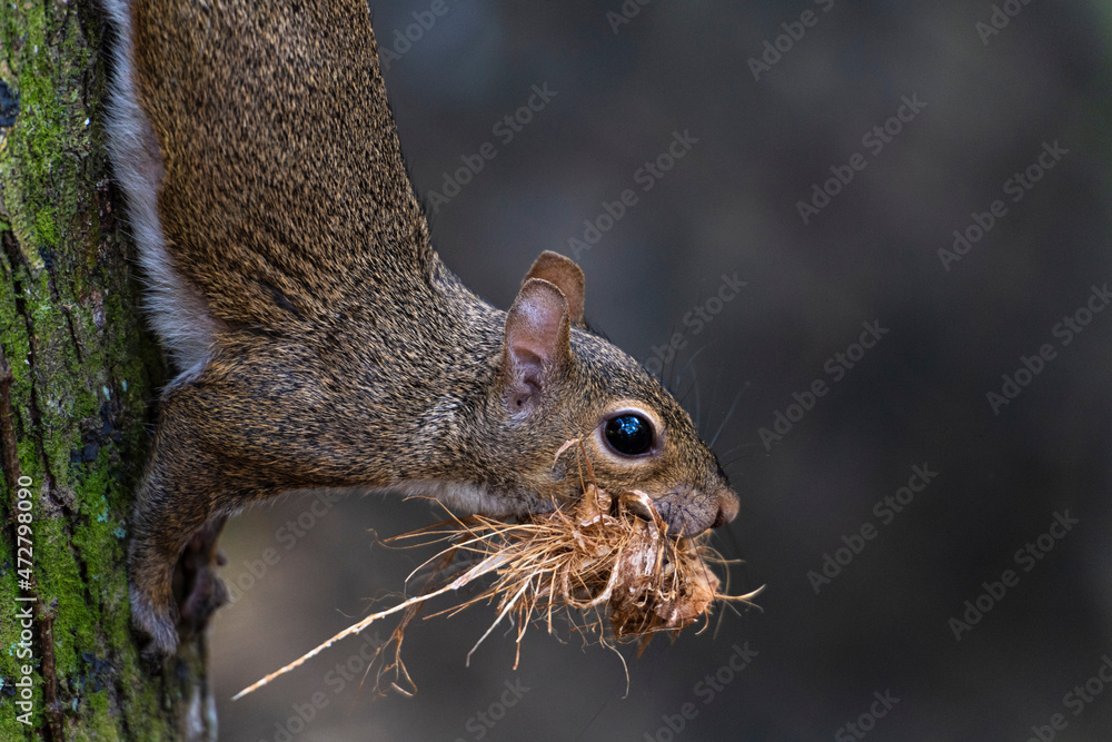 Gray squirrel, climbing down a tree carrying nesting material in his mouth