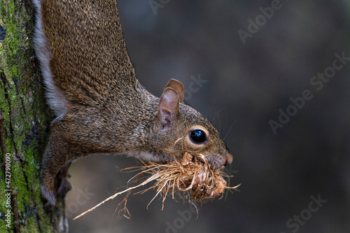 Gray squirrel  climbing down a tree carrying nesting material in his mouth
