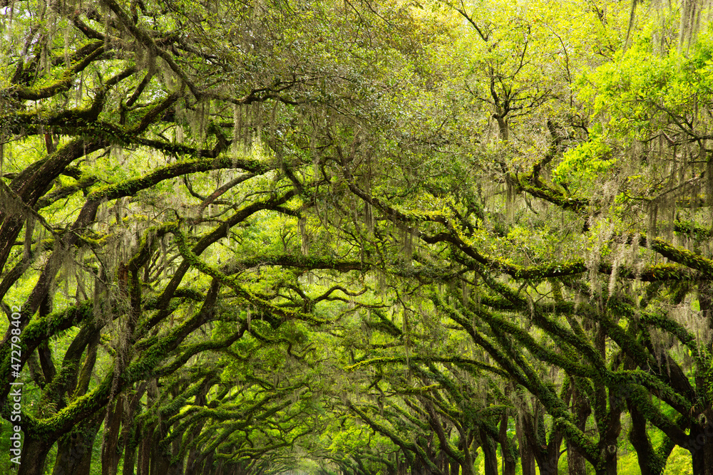 Fototapeta premium USA, Georgia, Savannah. Canopy of oaks at Historic Wormsloe Plantation.