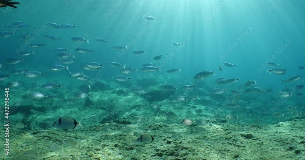 fish scenery underwater sun beams sun rays underwater mediterranean sea sun shine relaxing ocean scenery fish scenery underwater sun beams sun rays underwater mediterranean sea sun shine relaxing ocean scenery