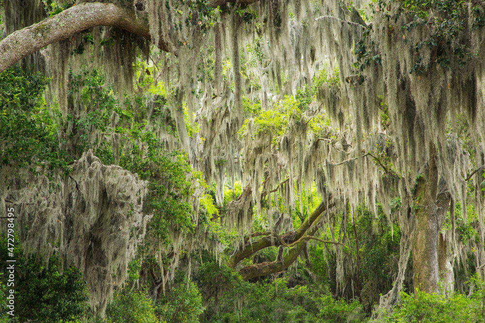 Fototapeta premium USA, Georgia, Savannah. Moss covered trees at the Savannah National Wildlife Refuge.