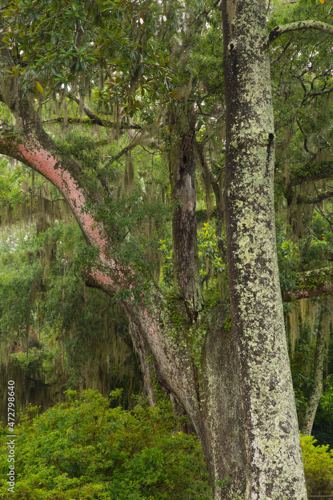 USA, Georgia, Savannah. Red lichen on tree at Bonaventure Cemetery. USA, Georgia, Savannah. Red lichen on tree at Bonaventure Cemetery.