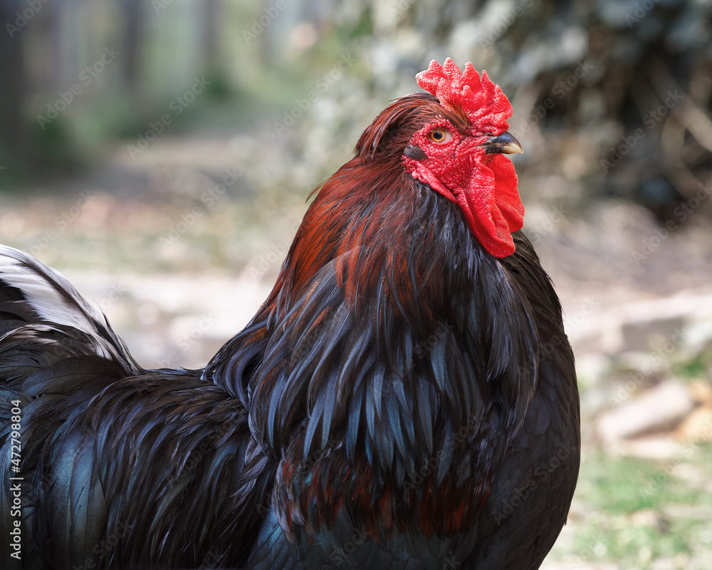 Portrait of a black rooster