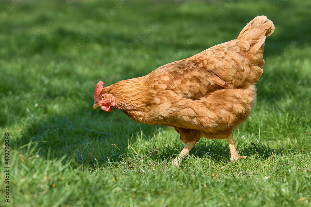 Fototapeta premium Brown chicken free range in garden