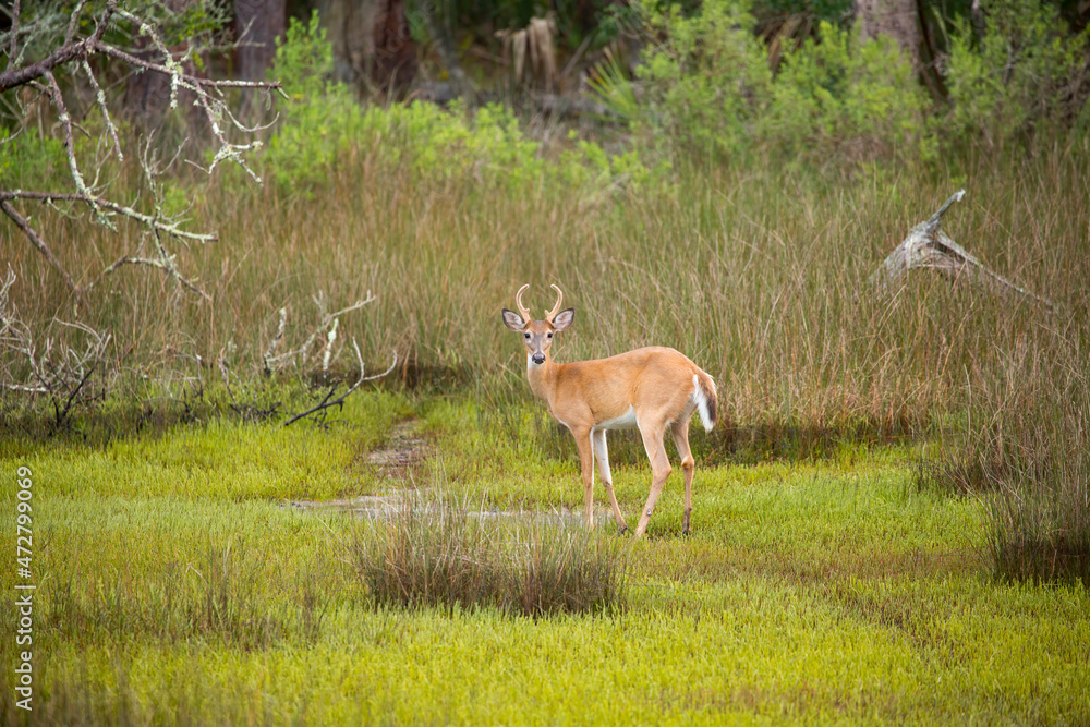 USA, Georgia, Savannah. Young buck walking along hardwood forest and salt marsh. USA, Georgia, Savannah. Young buck walking along hardwood forest and salt marsh.