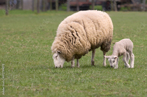 Flemish white sheep ewe mother and lamb