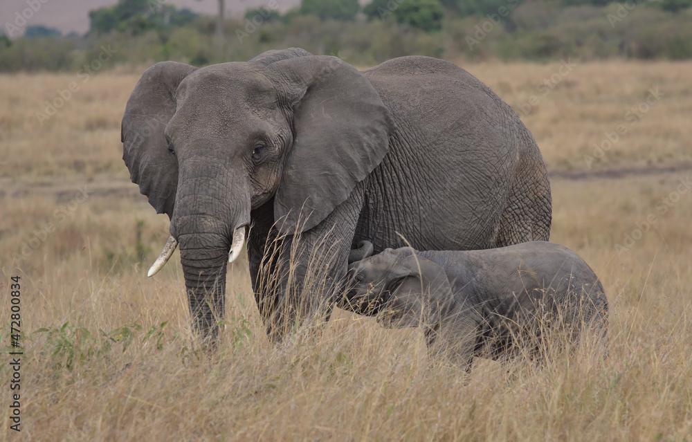Obraz premium cute baby elephant suckling on mother's teats for milk in the wild Masai Mara, Kenya