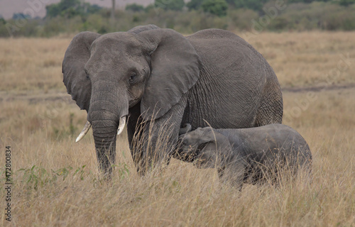 cute baby elephant suckling on mother's teats for milk in the wild Masai Mara, Kenya © Nirav Shah